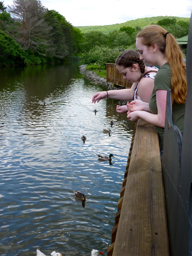 Feeding the ducks at the Fly Creek Cider Mill in Fly Creek NY.