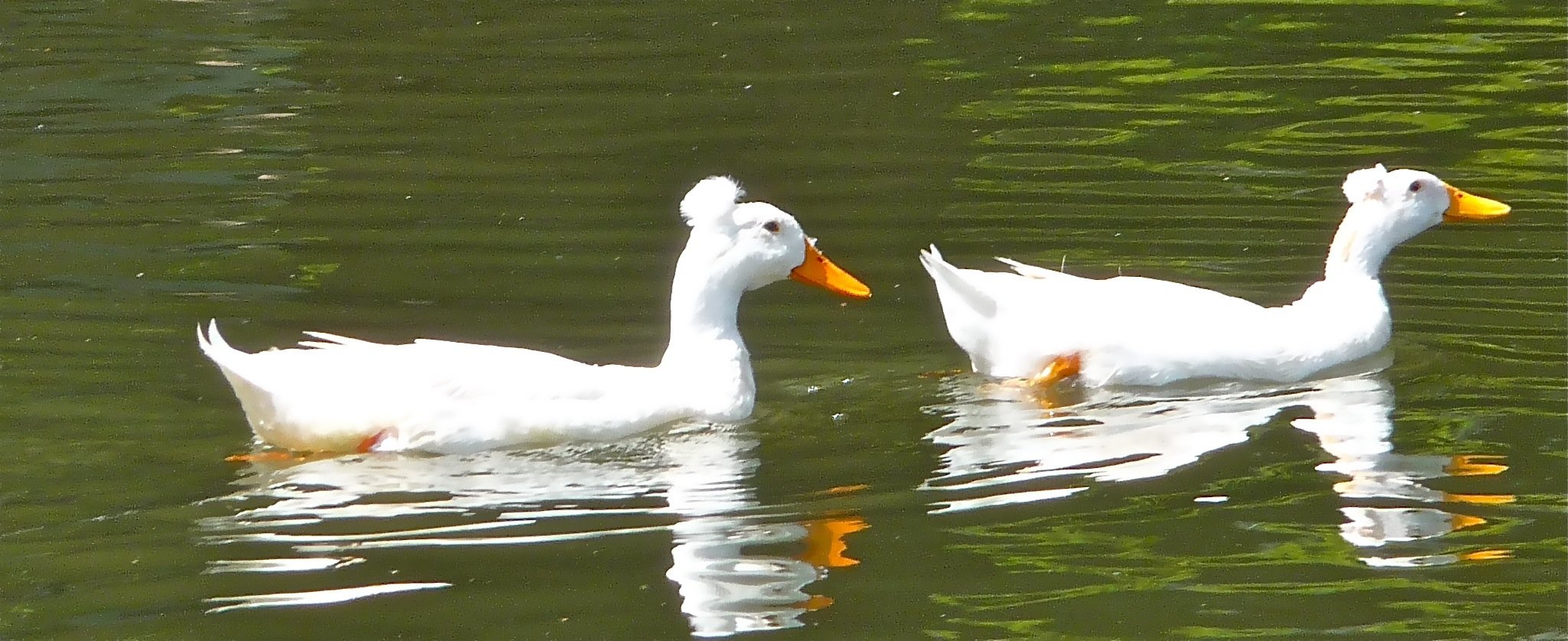 George Washington ducks at Fly Creek Cider Mill in Fly Creek NY.